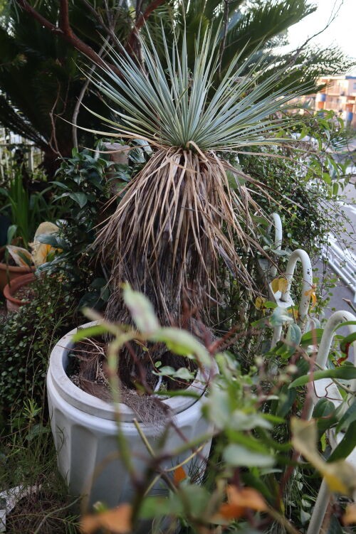 ユッカロストラータの復活チャレンジ（その2） : Alex's Garden Party♪