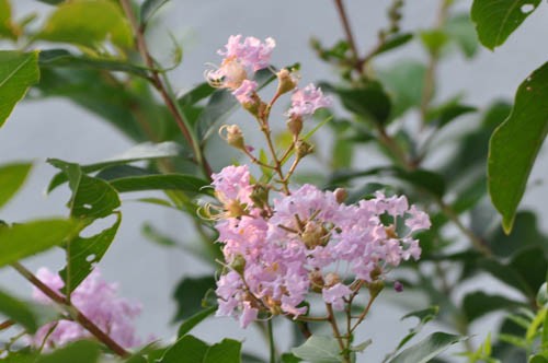 秘密の花園☆プレステージ☆サルート☆新品☆タンガ☆ソング☆Mのみ☆44☆BL yusukendama on X: 