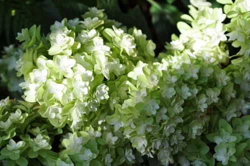 カシワバアジサイの剪定 Alex S Garden Party