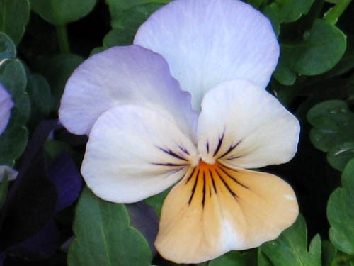 僕の平成ガーデニング（10）されどパンジー : Alex's Garden Party♪