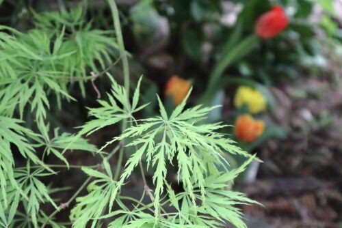 もみじ様 楽天市場】抜き型 極小 紅葉(もみじ) : マルサンパントリー