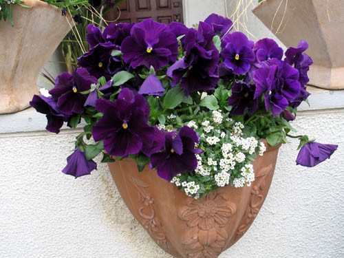 僕の平成ガーデニング（10）されどパンジー : Alex's Garden Party♪