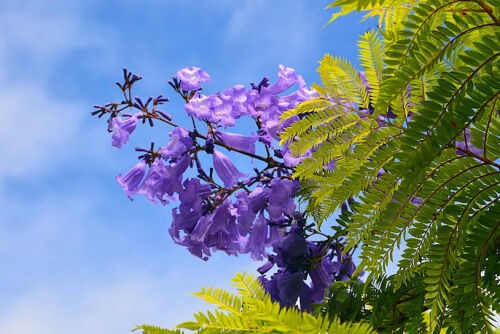 花が無くてもジャカランダ Alex S Garden Party