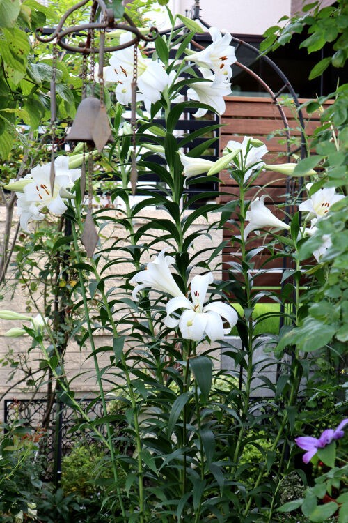 薔薇の次には カサブランカ Alex S Garden Party