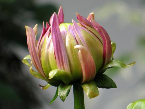 ダリアモンドの輝き Alex S Garden Party