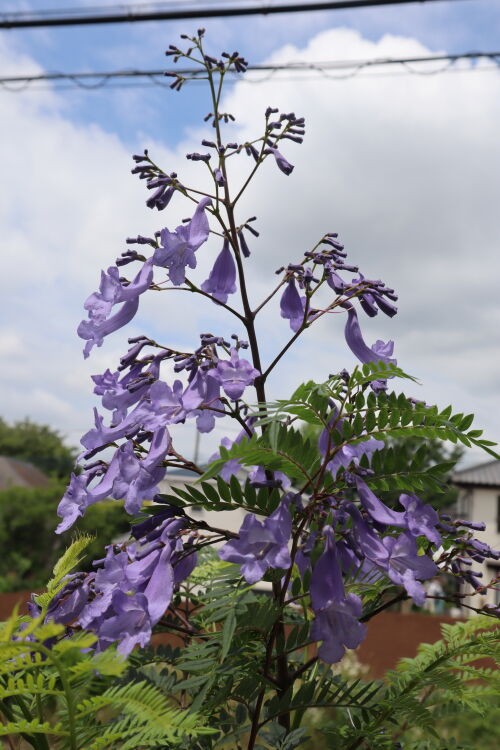 薔薇の次にはジャカランダ Alex S Garden Party