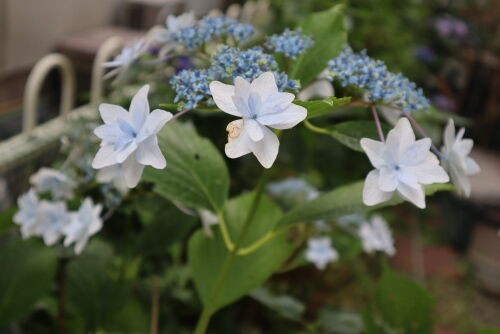 今朝の庭の紫陽花10種 : Alex's Garden Party♪