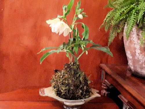 つむ クリスマスローズ 小苗 「訳アリ」SD玉 セルフ つむ クリスマスローズ 小苗 「訳アリ」SD玉 セルフ 楽天市場