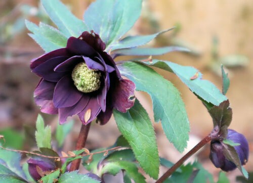 黒花クリスマスローズ Alex S Garden Party 黒花クリスマスローズ Alex S Garden Party