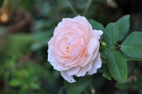 ヘリテージ：薔薇の王子様じゃなくてオジサマを目指して♪ vol8