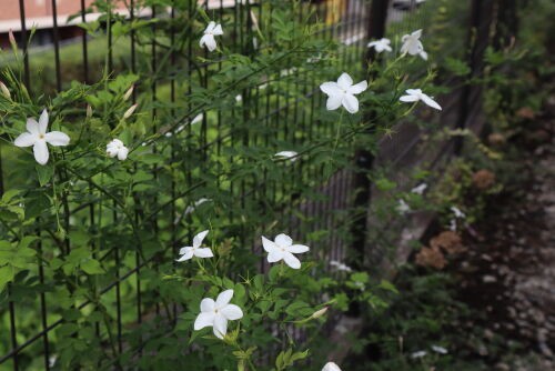 ジャスミン・ホワイトプリンセス/Jasminum polyanthum : Alex's Garden