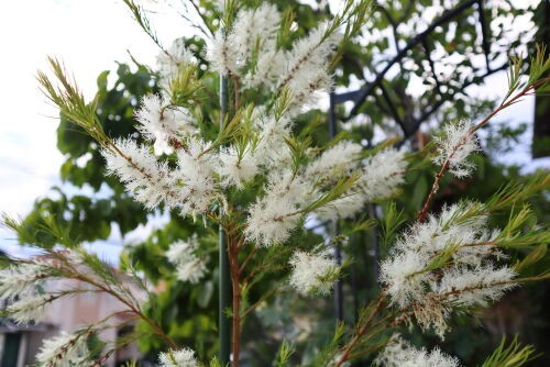 Alexの「お薦めの植物シリーズ」今日は、A.オージープランツ：30）メラレウカ・メディカルティーツリーです。 : Alex's Garden  Party♪