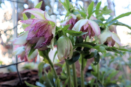 クリスマスローズの撮影 : Alex's Garden Party♪