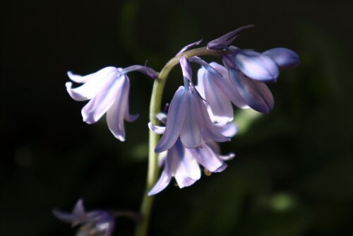 Alexの「お薦めの植物シリーズ」B、初夏の花 ５、シラーカンパニュラ