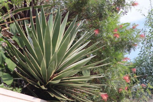 アガベ白閃光・・The Best 100 Plants in Alex's Gar・・・ : Alex's
