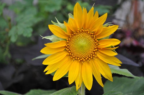 夏の花（15）ひまわり : Alex's Garden Party♪