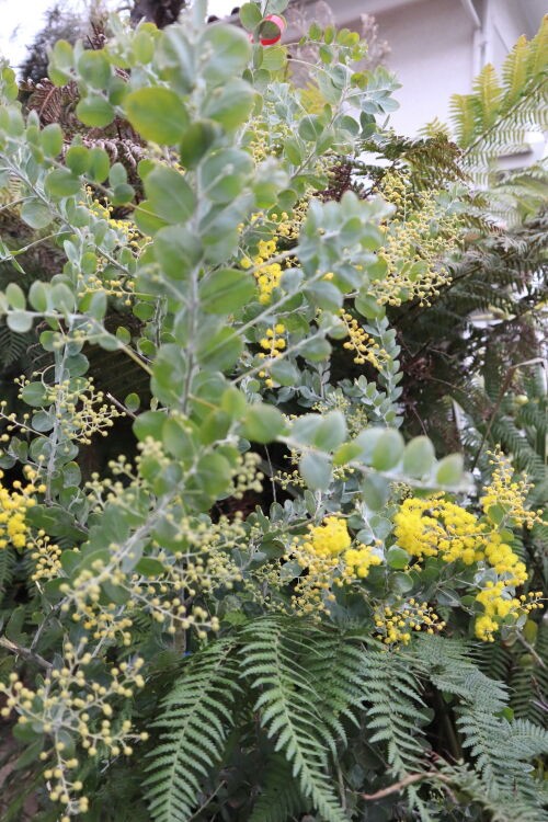 Alexの「お薦めの植物シリーズ」A.オージープランツ1）パールアカシア