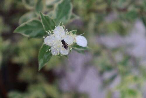 ギンバイカ マートル の花 Alex S Garden Party