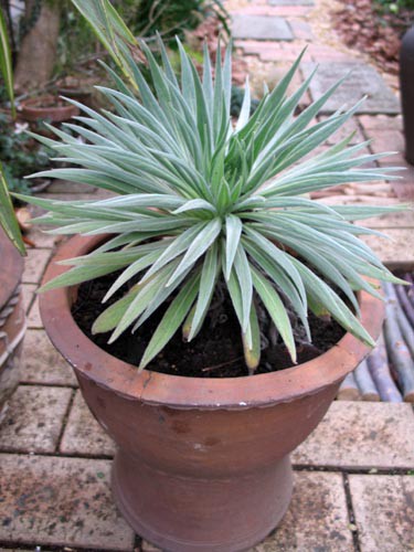 スポーツガーデニング Alex S Garden Party