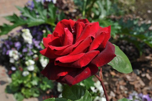 1月は薔薇 （3）パパメイアン : Alex's Garden Party♪