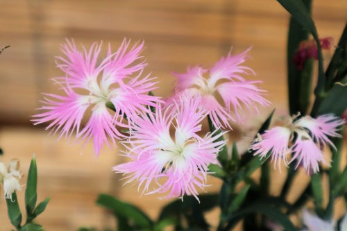 秋の七草（4）カワラナデシコ : Alex's Garden Party♪