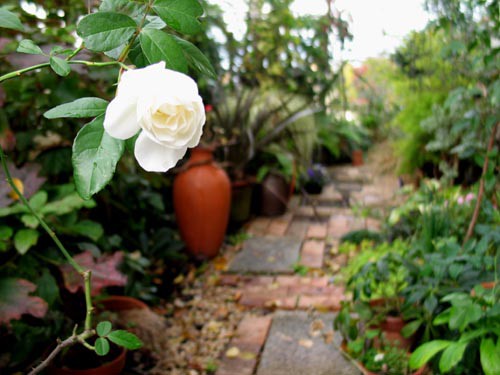 2006年総集編 ：薔薇 : Alex's Garden Party♪