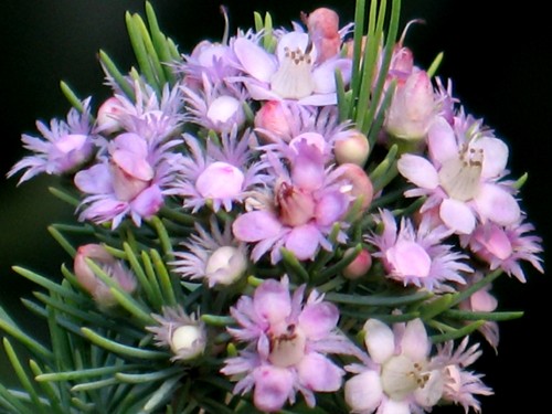 平成男庭日記総集編・・・オージープランツ : Alex's Garden Party♪