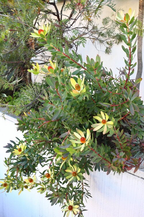 リューカデンドロン　サマーサン　8号 リューカデンドロン サマーサン 【花木苗 8号／1個売り】｜ 【植物の