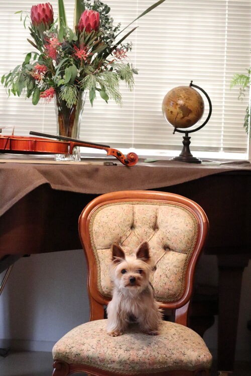 ジャスミン・ホワイトプリンセス/Jasminum polyanthum : Alex's Garden