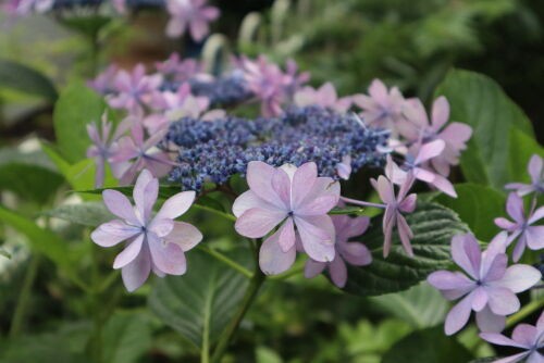 今朝の庭の紫陽花10種 : Alex's Garden Party♪