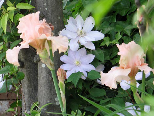 Alexの「お薦めの植物シリーズ」J. 初夏の花 2、ジャーマンアイリス