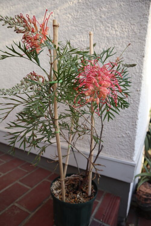 Alexの「お薦めの植物シリーズ」今日は、A.オージープランツ：7