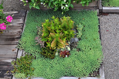 多肉花壇の実験的ユニット Alex S Garden Party