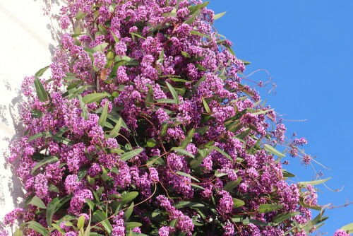 ハーデンベルギア・・・The Best 100 Plants in Alex's Garden