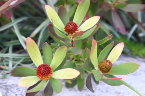 Alexの「お薦めの植物シリーズ今日は、F.南アフリカの植物：1