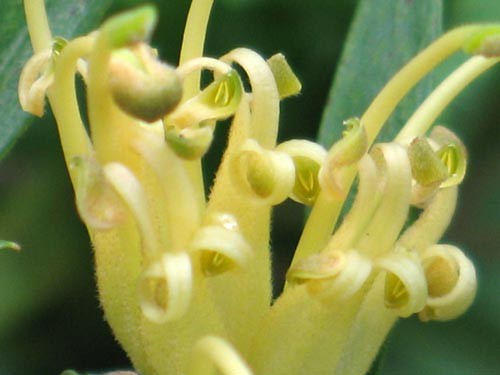 羊歯に守られて Alex S Garden Party