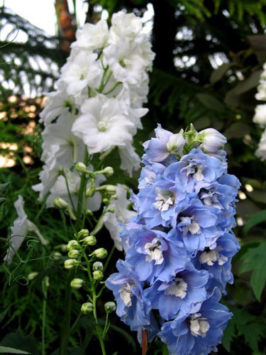 初夏を夢見て（その3）・・・デルフィニウム : Alex's Garden Party♪