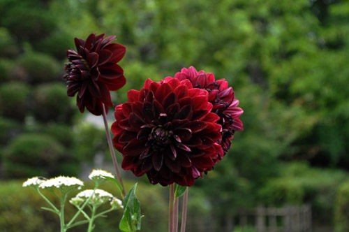 123）黒花・・ダリア : Alex's Garden Party♪