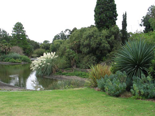 植えてはイケナイ パンパスグラス Alex S Garden Party