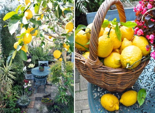 庭木にお薦め！今、レモンが人気！ : Alex's Garden Party♪