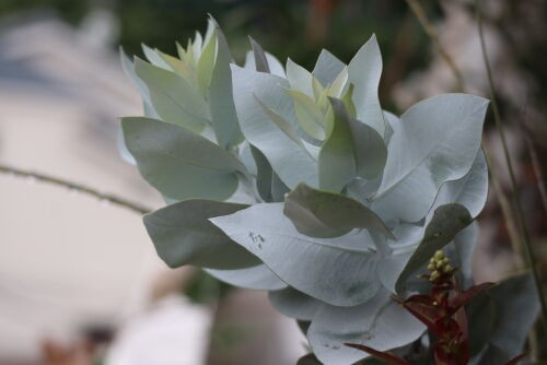 ユーカリ紫陽花ガーランド 紫陽花の縦長ガーランド 2個セット