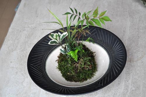 盆栽苔ヴィーガンブログチップveganblog blogtips mosseed 盆栽苔ヴィーガンブログチップveganblog blogtips mosseed 盆栽苔