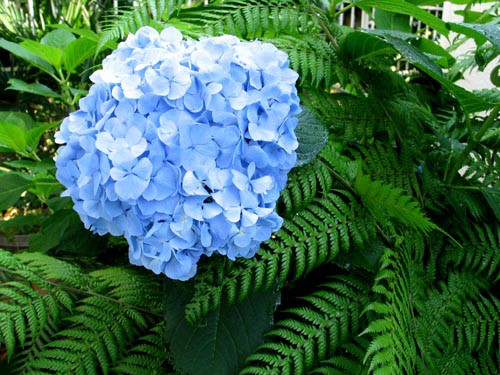 ２００８年総集編 羊歯編 Alex S Garden Party