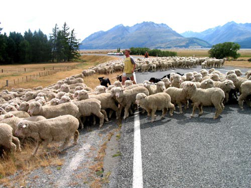 ニュージーランドの旅：羊たち : Alex's Garden Party♪