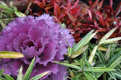 基本を美しく Alex S Garden Party