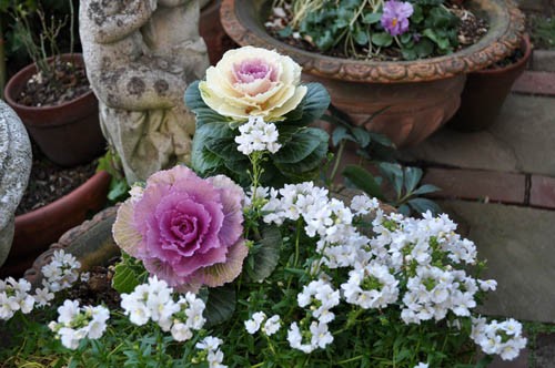 寒さに強いネメシア！ : Alex's Garden Party♪