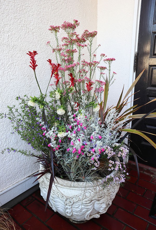 オージープランツ メラルウカ レッドジェム110cm④ 楽天市場