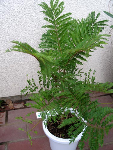 咲かずのジャカランダ Alex S Garden Party