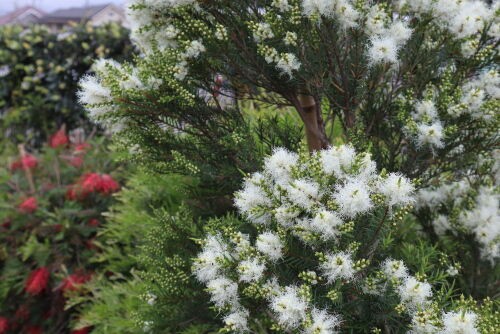 メラレウカ・スノーインサマーThe Best 100 Plants in Alex's Garden