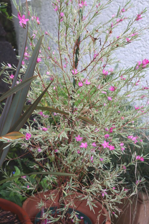 サザンクロスではなくクロウエア Alex S Garden Party